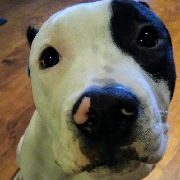 Meet your Posher, Elisha - Picture 2 of 5